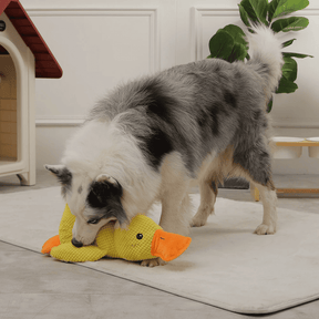 pato de pelúcia,
pato de pelúcia para cachorro,
Pato Resistente para Cães,
Pato de Pelúcia Durável,
Pelúcia Pato Antimordida,
Pato interativo pet,